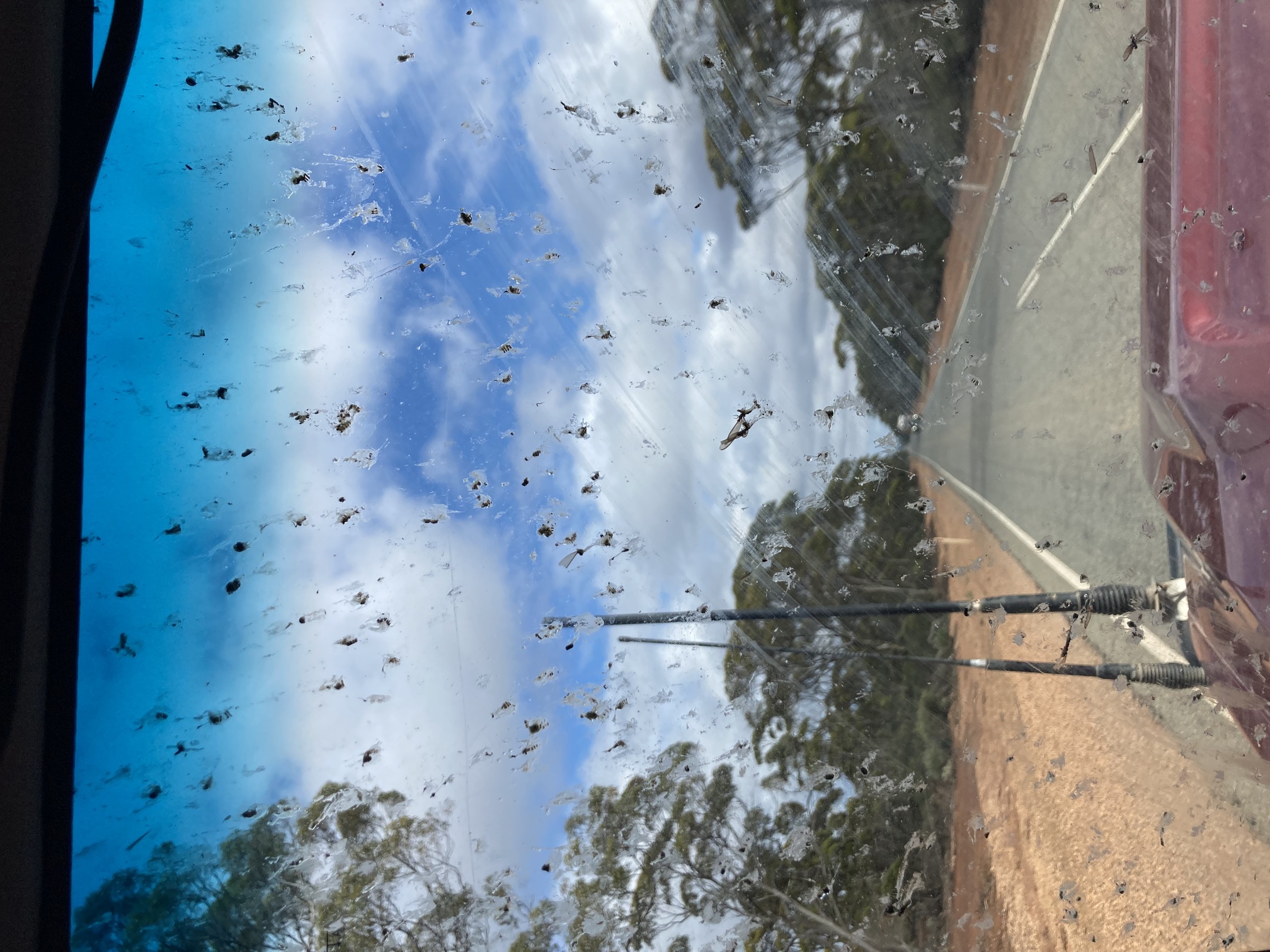 Bugs attack!