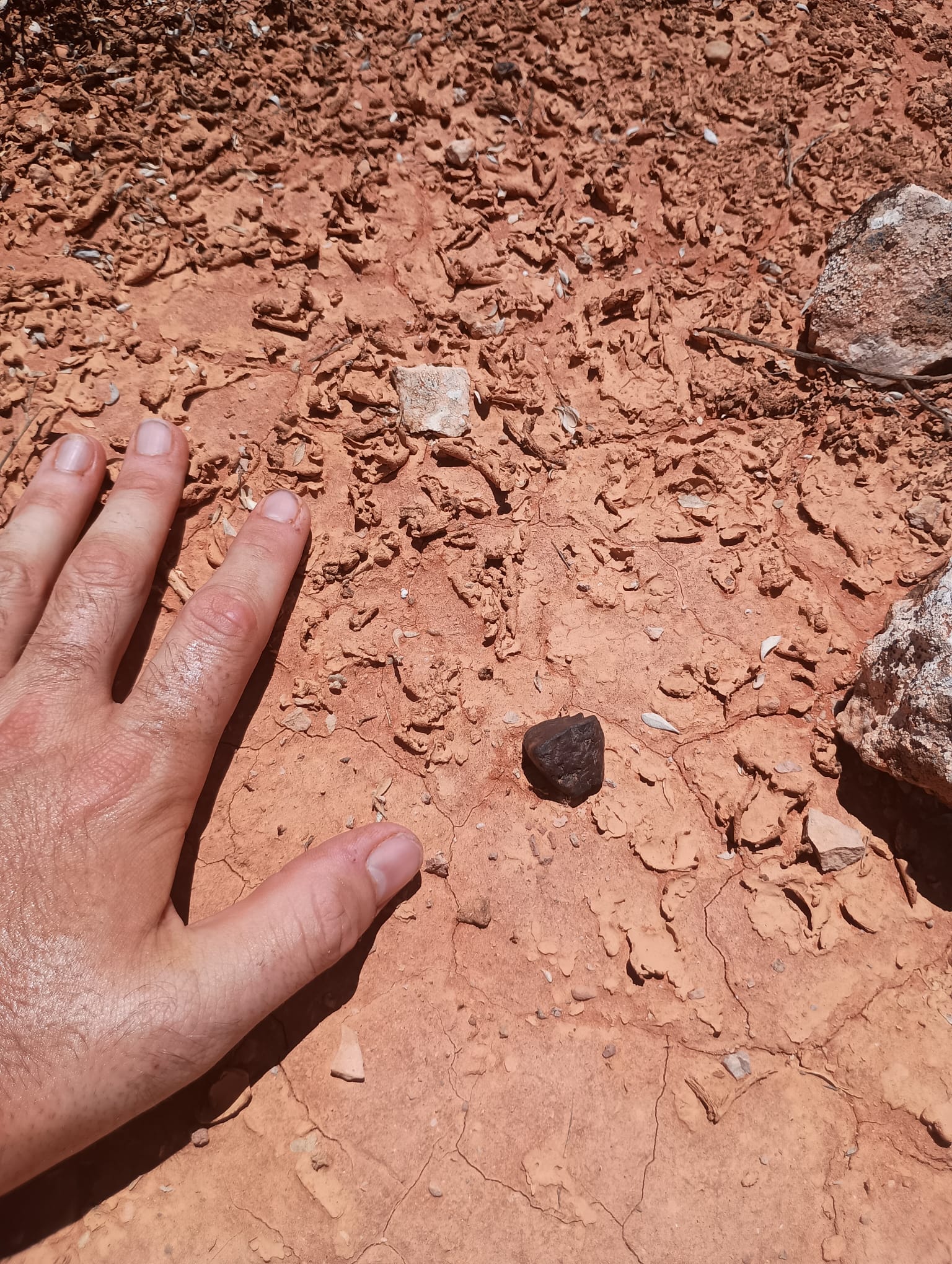 One of the meteorites found in our search area. Not a recent fall, but exciting to find.