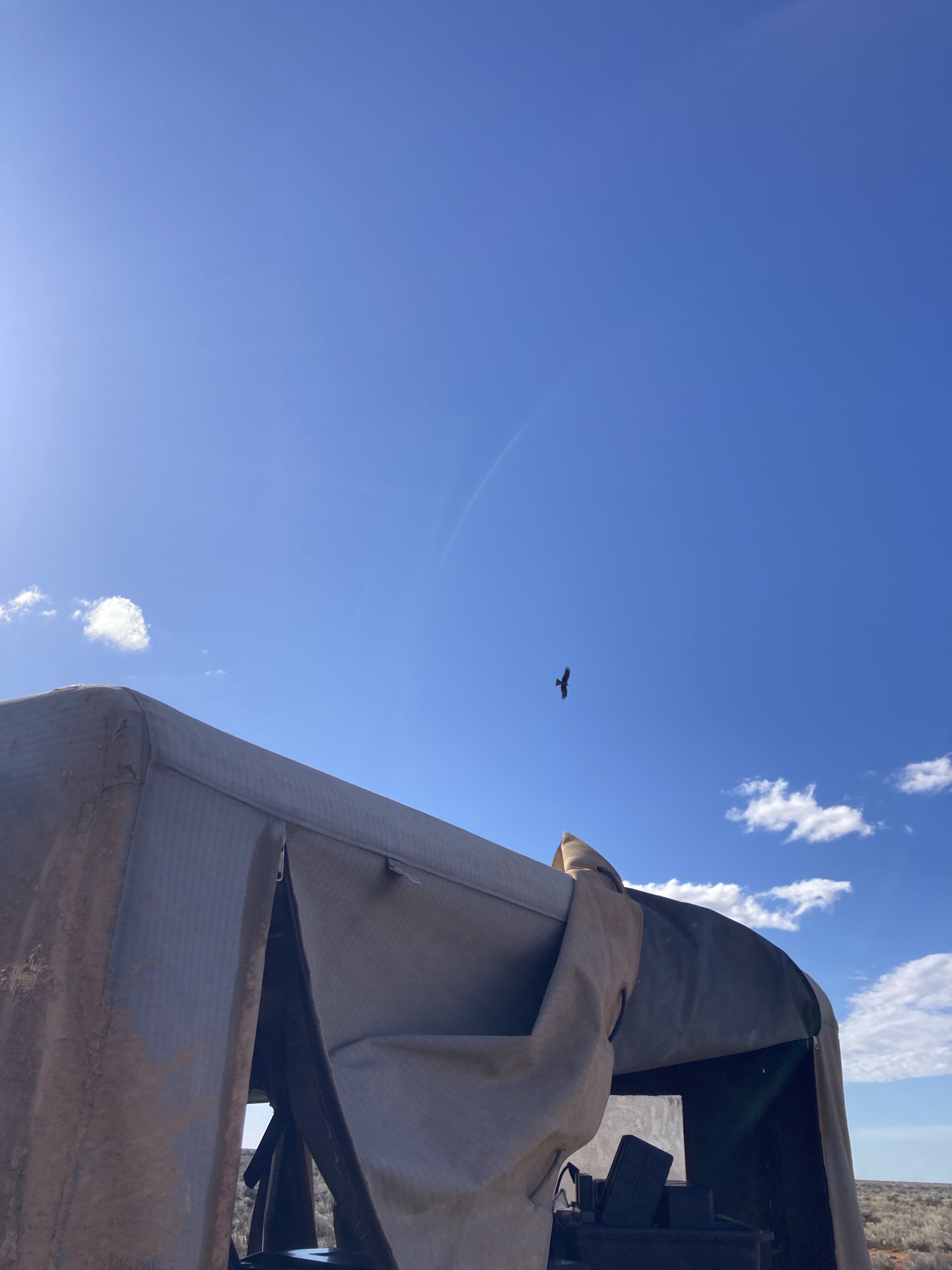 A beautiful moment to watch this eagle fly around our camp.